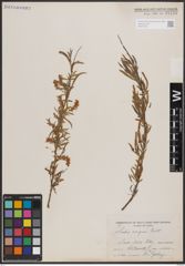 Foto von Salix exigua Nutt.